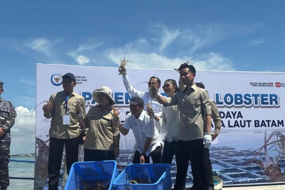 Gibran Rakabuming Panen Lobster Siap Ekspor di Batam, Harga Capai Rp400 Ribu per Kilo