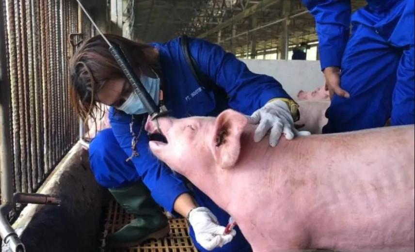 Kementan Imbau Peternak Perkuat Biosekuriti untuk Cegah African Swine Fever