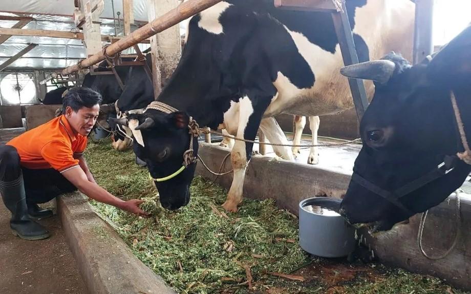 Kementan dan Sulawesi Tengah Siapkan Investasi Besar Sapi Perah untuk Perkuat Produksi Susu Nasional