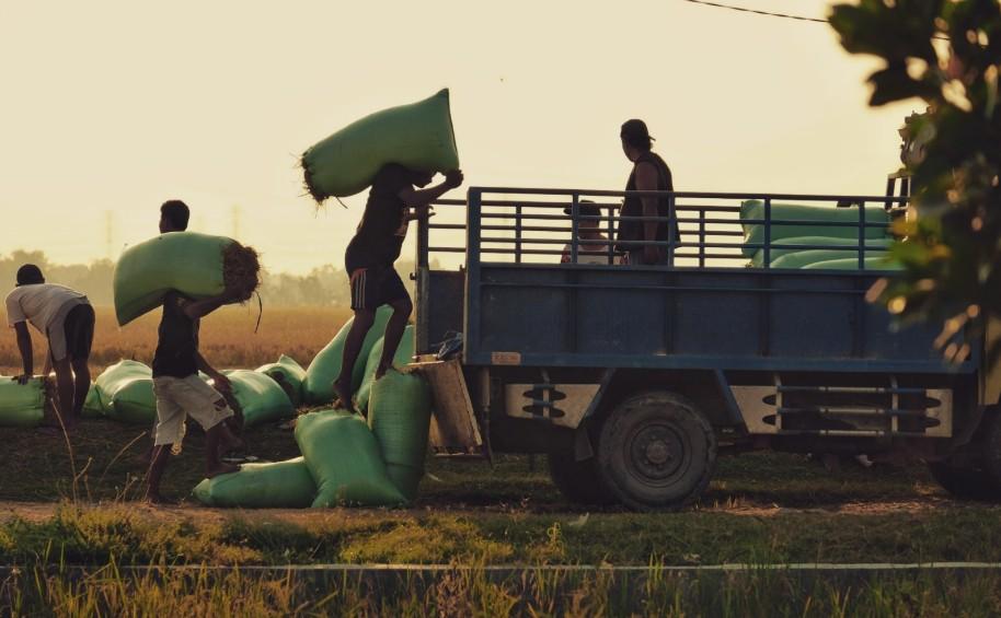 Bea Cukai Kawal Ekspor Getah Damar dan Pala, Maluku Teguhkan Identitas sebagai Kepulauan Rempah