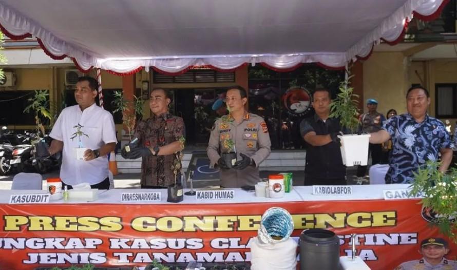 Polda Bali Buru WNA Pemasok Bibit Ganja untuk Kebun Hidroponik di Denpasar