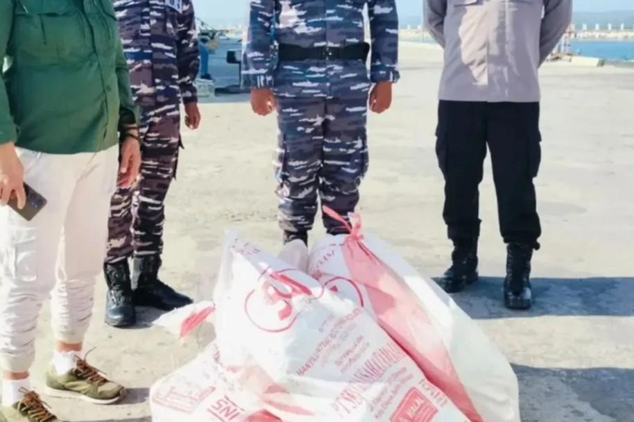 BKSDA Maluku Gagalkan Penyelundupan 33 Ketam Kenari di Pelabuhan Saumlaki