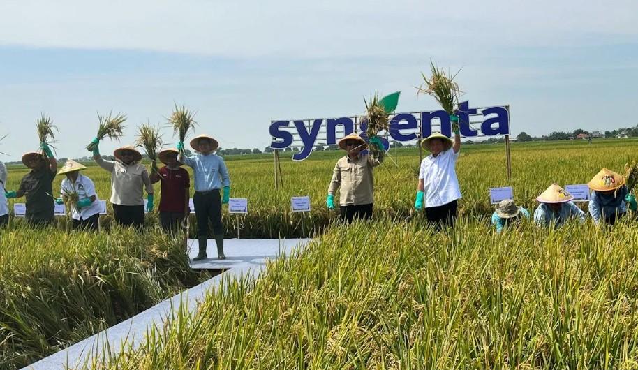 Syngenta Indonesia Dorong Swasembada Pangan Lewat Inovasi Benih dan Panen Konsisten 10 Ton per Hektare
