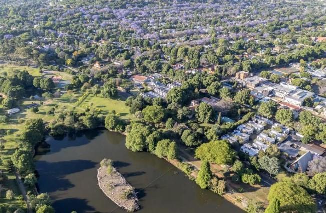 Pohon Jacaranda Hiasi Langit Johannesburg dengan Bunga Ungu Kebiruan yang Mempesona