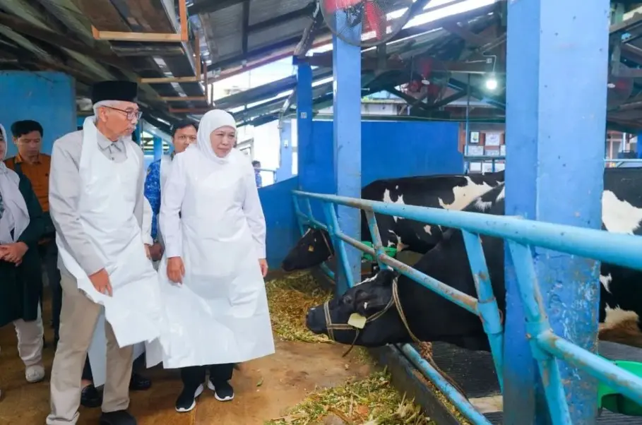 Produksi Susu Meningkat, Khofifah Optimistis KPSP Setia Kawan Jadi Rujukan Nasional Peternakan Sapi Perah