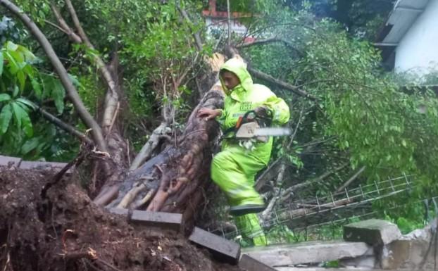 Hujan Disertai Angin Kencang, Pemkot Jakarta Timur Evakuasi Pohon Tumbang di Tiga Lokasi