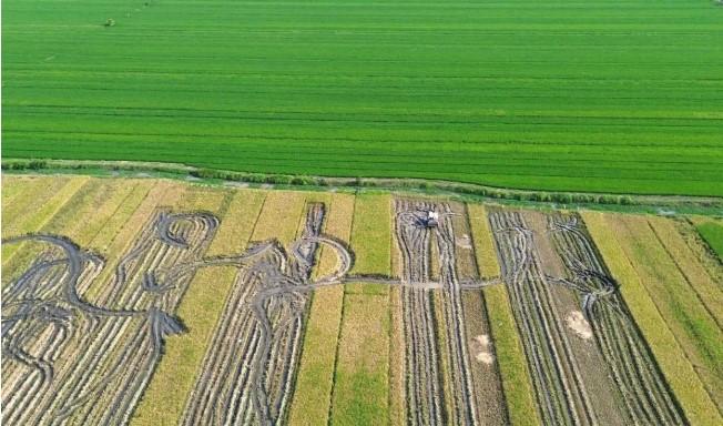 Pemerintah Tegaskan Alih Fungsi Lahan Harus Sesuai Tata Ruang, Sawah Produktif Terancam oleh Urbanisasi
