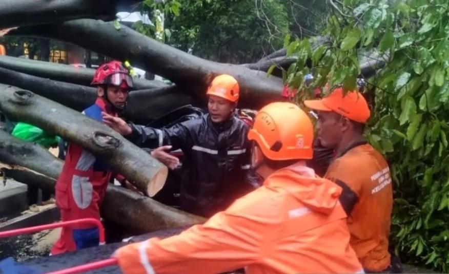 Hujan dan Angin Kencang Tumbangkan Pohon di Dharmawangsa Raya, Satu Pengendara Tewas