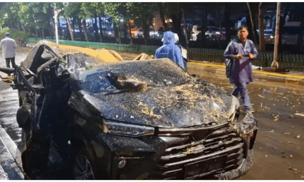 Mitigasi Pohon Tumbang di Jakarta Mendesak Dilakukan, DPRD dan Distamhut Dorong Peremajaan Pohon Tua