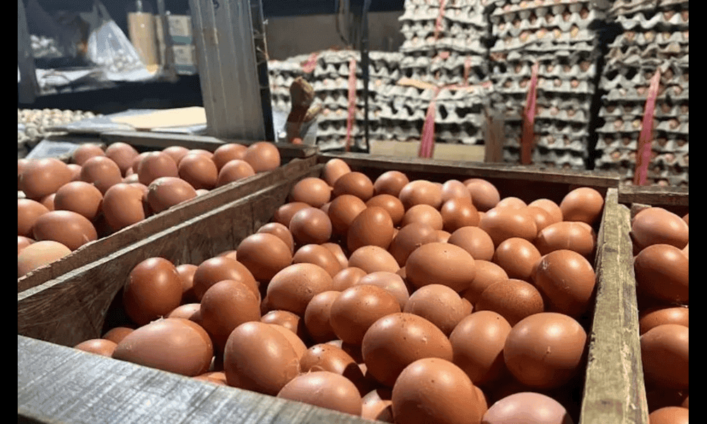 Harga Pangan per 2 November 2025: Cabai dan Beras Masih Mahal, Telur dan Minyak Goreng Stabil