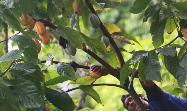 Peningkatan Produksi Global Tekan Harga Referensi Biji Kakao, Turun 14,53 Persen di November 2025
