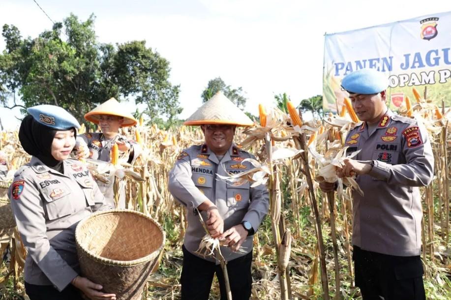 Polda Banten Panen 2.540 Ton Jagung, Lampaui Target Program Ketahanan Pangan Nasional