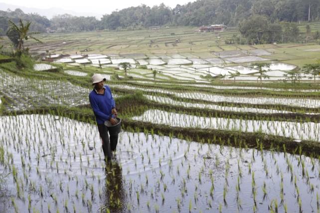 Ekspor Pertanian Jadi Penopang, Hilirisasi Jadi Urat Nadi Kekuatan Ekonomi Nasional Indonesia