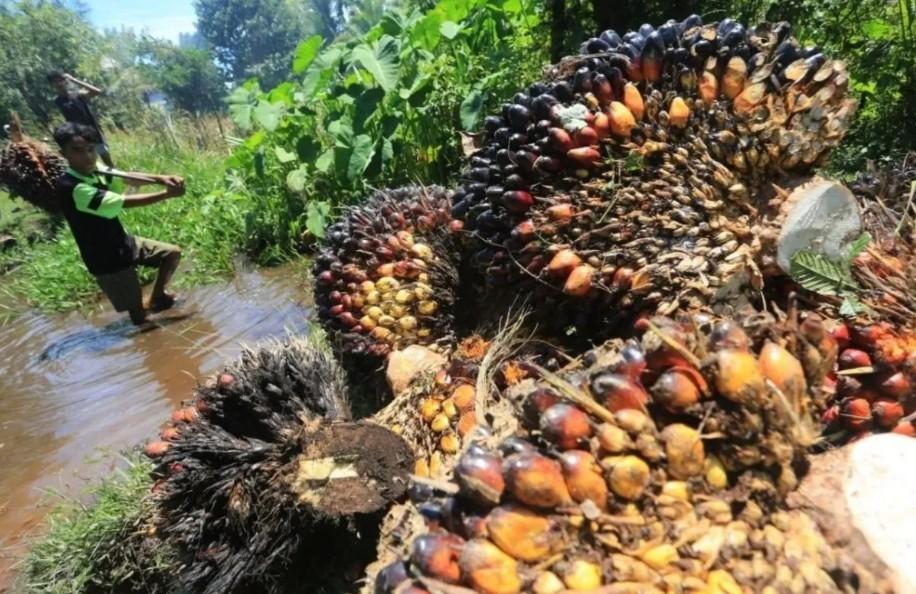 Harga Sawit di Riau Kembali Turun, Penurunan Tertinggi Terjadi pada Kelompok Umur 9 Tahun