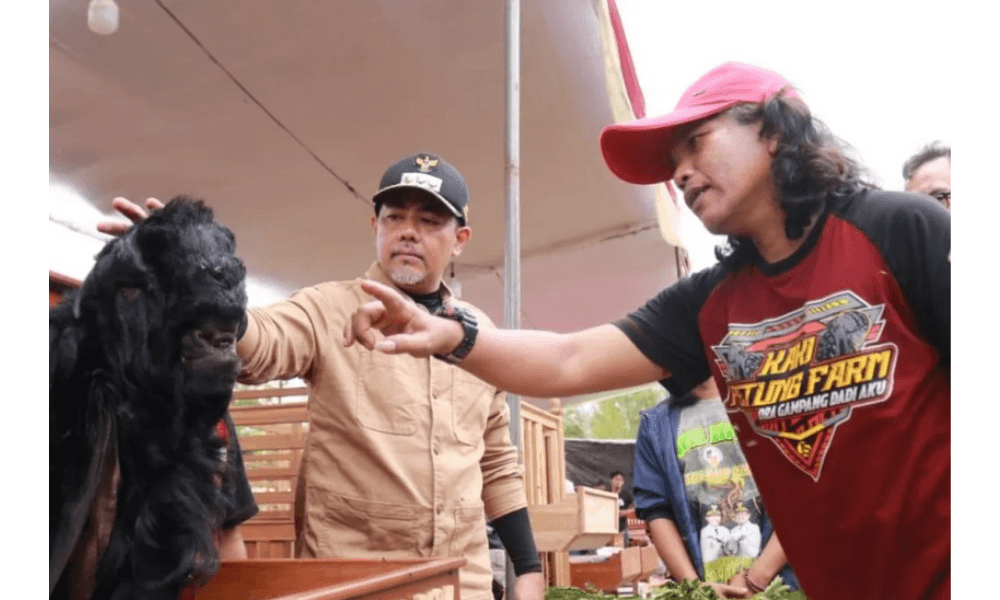 Probolinggo Didorong Jadi Sentra Ternak Kambing dan Domba, Kontes Nasional Warnai The Seven Lakes Festival 2025