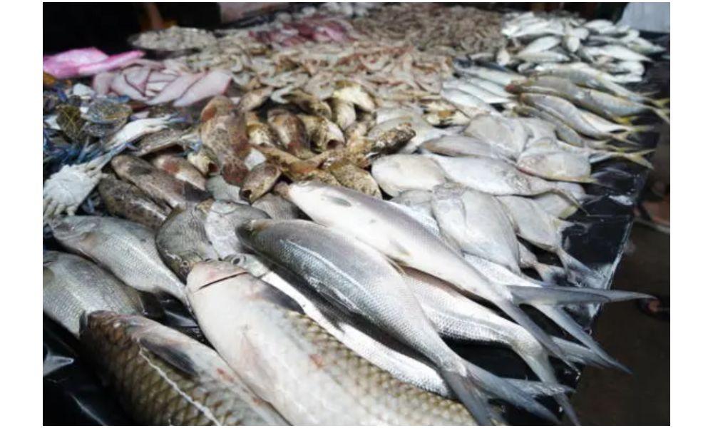 Ketua Komisi IV DPR Tegaskan Perikanan Budidaya Kunci Ketahanan Pangan Nasional di Tengah Ancaman Krisis Global