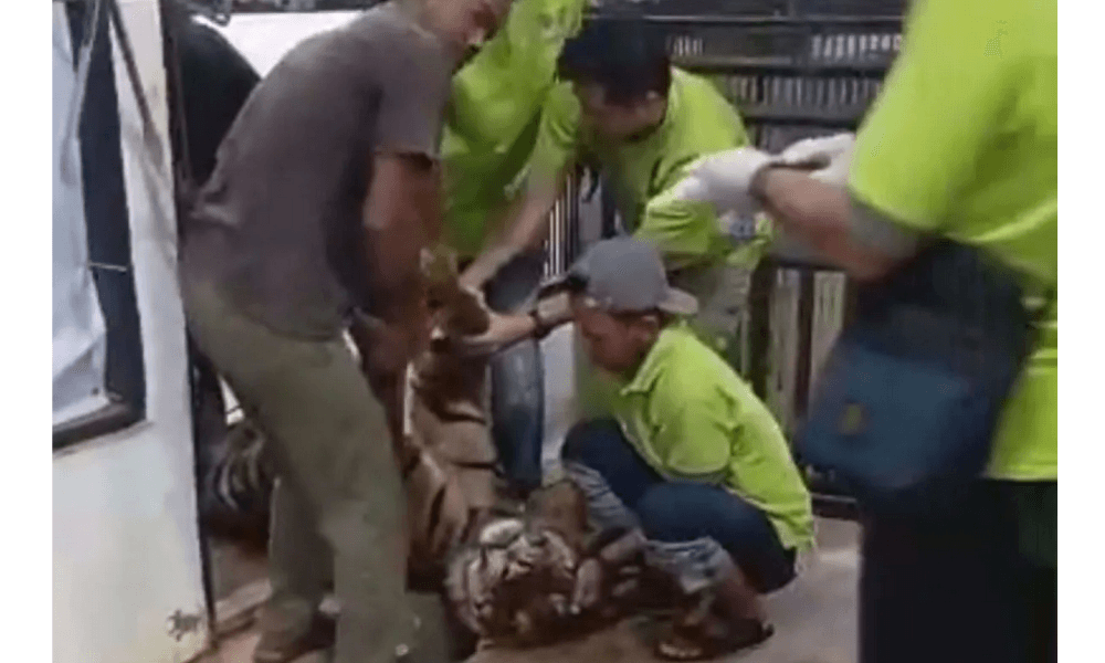 Harimau Sumatra Jantan Mati di Lembah Hijau Lampung, Diduga Akibat Benturan saat Agresif