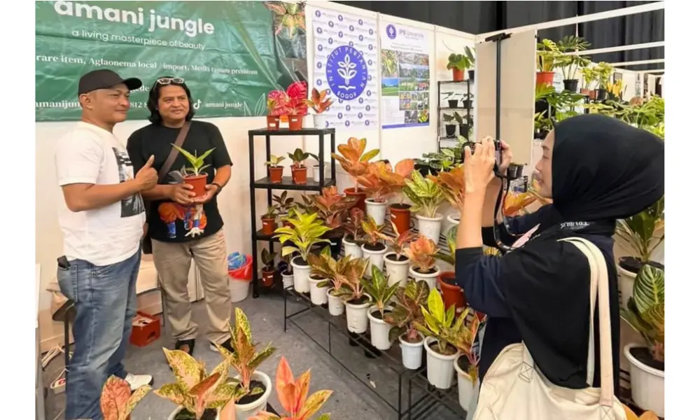 Aglaonema alanaqu, Varietas Baru Hasil Silangan Otodidak Diperkenalkan sebagai Simbol Inovasi Tanaman Hias Indonesia