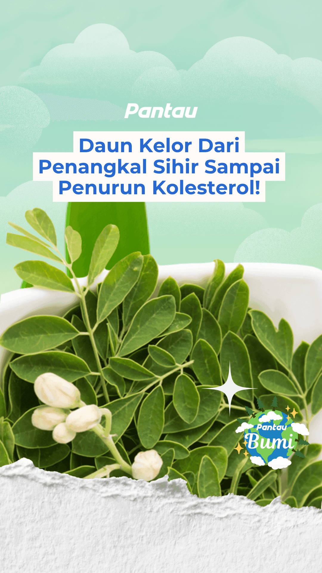 DAUN KELOR DARI PENANGKSL SIHIR SAMPAI PENURUN KOLESTROL