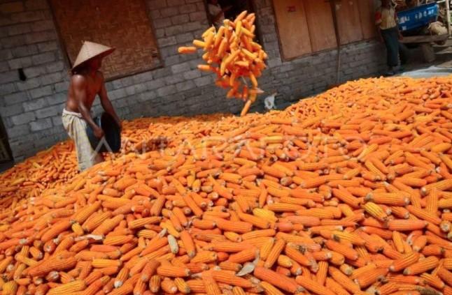 Panen Raya Jagung di NTB Bawa Paradoks: Produksi Melimpah, Harga Anjlok, Petani Tetap Tertekan