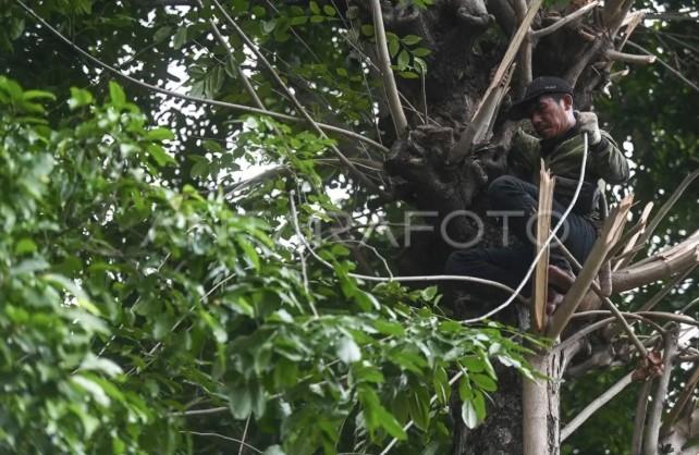 Distamhut DKI Jakarta Lakukan Pemetaan Risiko Pohon Tumbang, Seluruh Posko Siaga 24 Jam