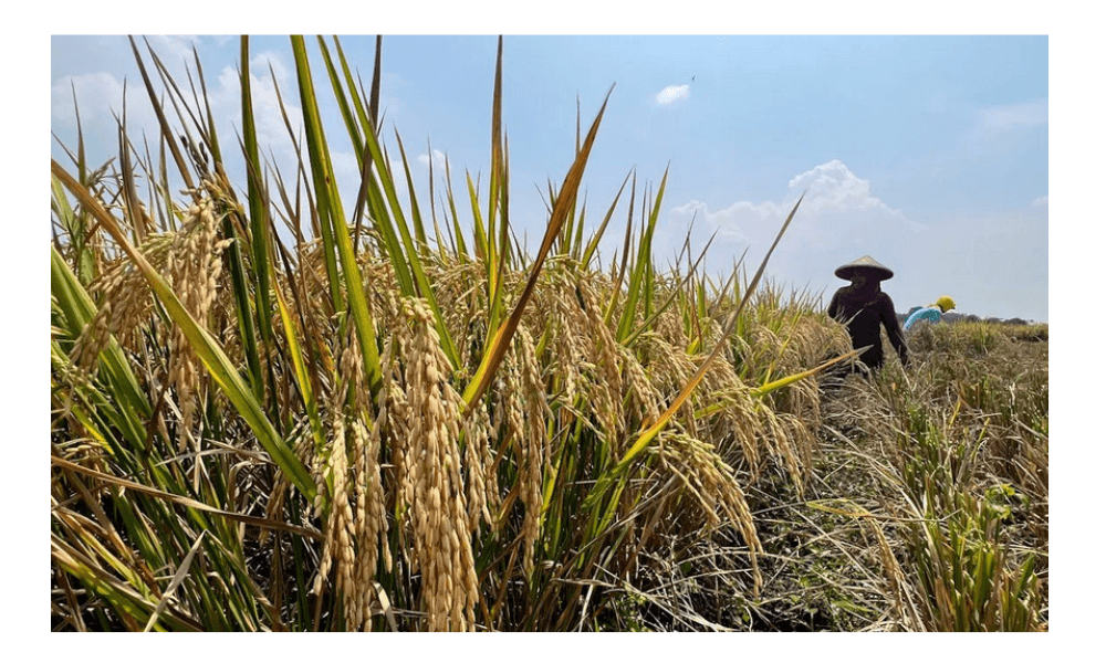 DPR Apresiasi Capaian Sektor Pertanian, Sebut Produktivitas Jadi Penopang Ekonomi Nasional