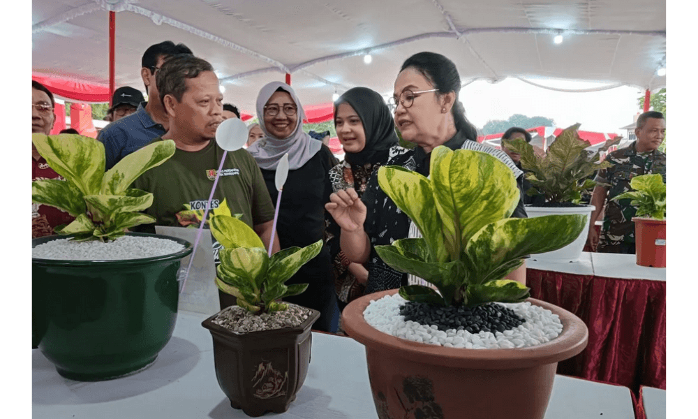 Ratusan Kolektor Ramaikan Pameran dan Kontes Anthurium-Aglaonema di Semarang, Harga Tanaman Pemenang Melonjak