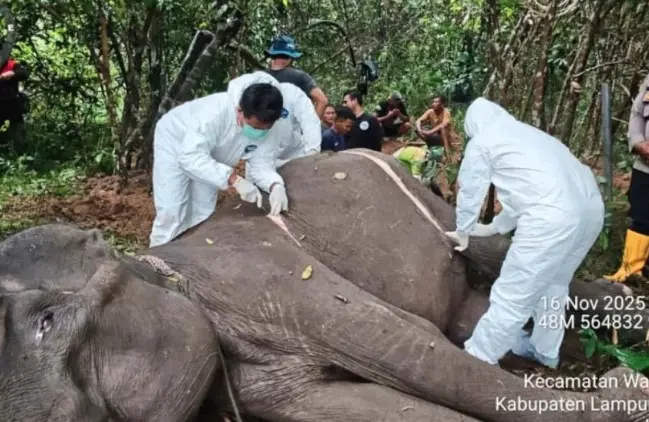 Gajah Jinak Dona di Way Kambas Mati Setelah Alami Penurunan Kesehatan Akibat Infeksi