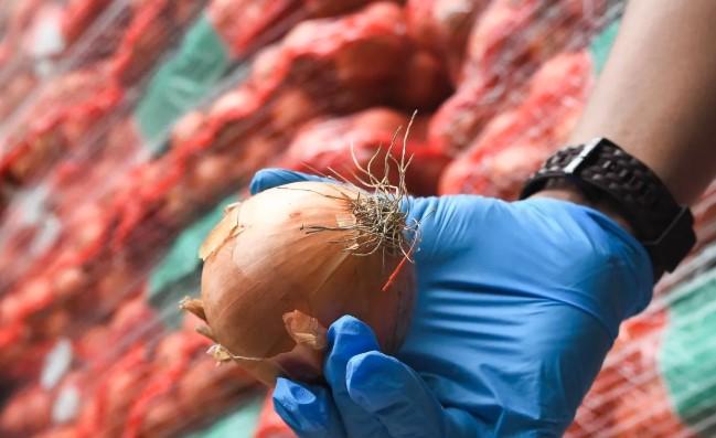 Bawang Bombai: Manfaat Kesehatan dan Cara Penyimpanan yang Tepat