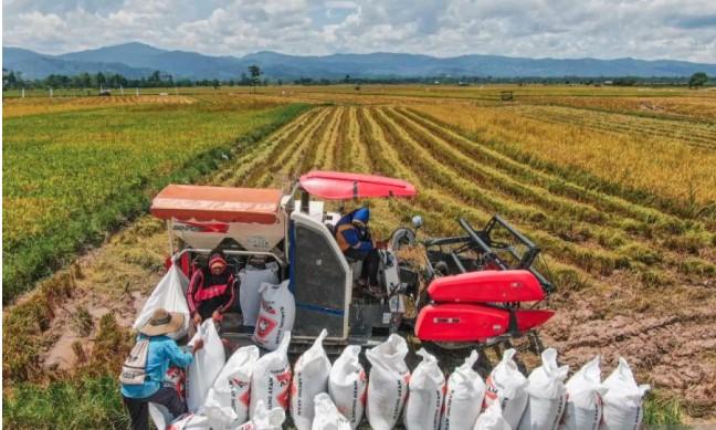 Middleman dalam Tata Niaga Beras: Antara Masalah Harga dan Potensi Kemitraan yang Adil