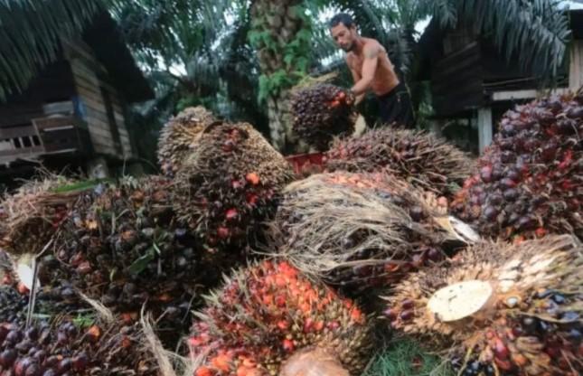 Harga TBS Sawit Petani Swadaya Riau Naik Tipis, Mitra Plasma Justru Alami Penurunan