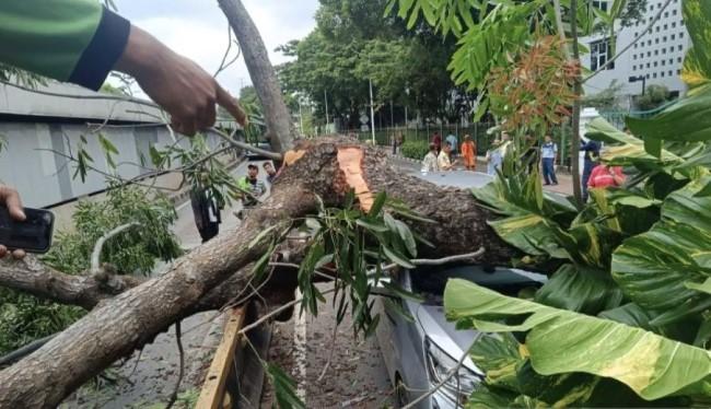 Pohon Tumbang di Jalan Sisingamangaraja Tak Timbulkan Korban Jiwa, Hanya Rusak Pagar Kemenlu dan Atap MRT