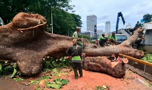 Pohon Tumbang di Depan Gedung Kemenlu Ganggu MRT dan Transjakarta, Jalan Sisingamangaraja Ditutup Total