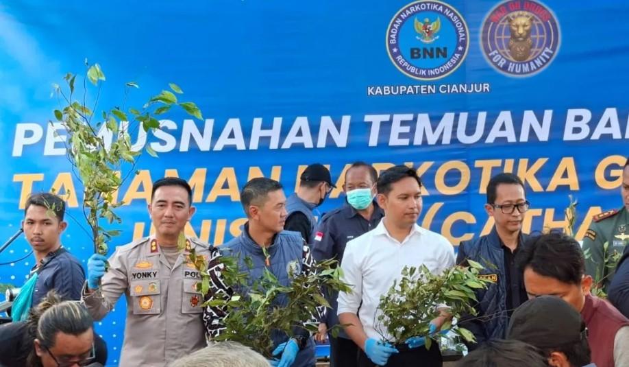 BNNK Cianjur Musnahkan 75 Batang Tanaman Khat di Kawasan Taman Nasional Gunung Gede Pangrango