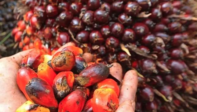 Kemendag Tetapkan Penurunan Harga Referensi CPO Desember 2025 Akibat Turunnya Permintaan Global