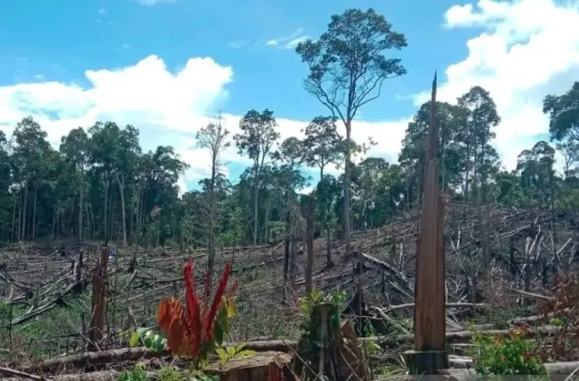 Kemenhut Kuasai Kembali 7.755 Hektare Hutan Seblat dari Perambah Sawit Ilegal