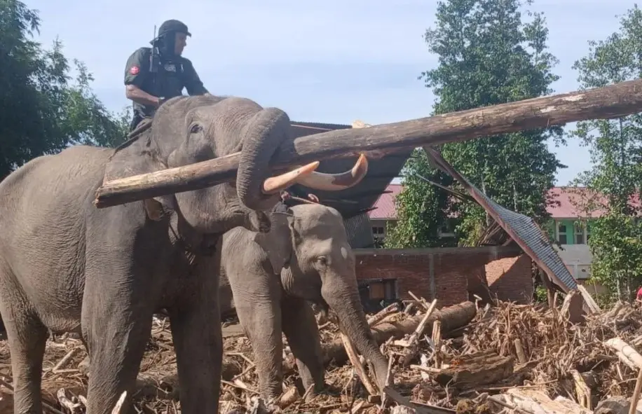 Empat Gajah Jinak Dikerahkan BKSDA Aceh Bantu Bersihkan Puing Banjir Bandang di Pidie Jaya