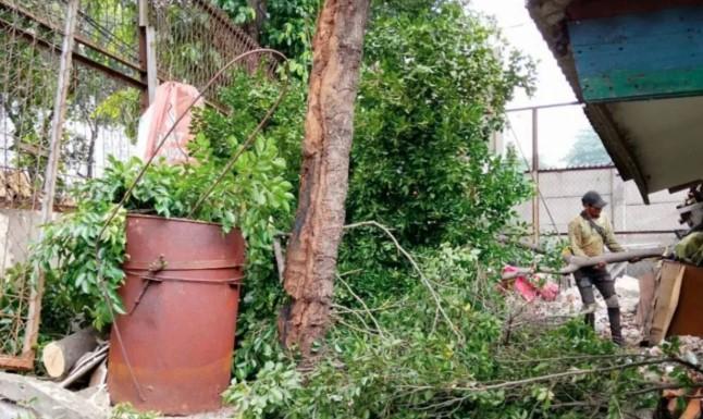 Jakarta Timur Pangkas Lebih dari 20 Ribu Pohon Rawan Tumbang Sepanjang 2025