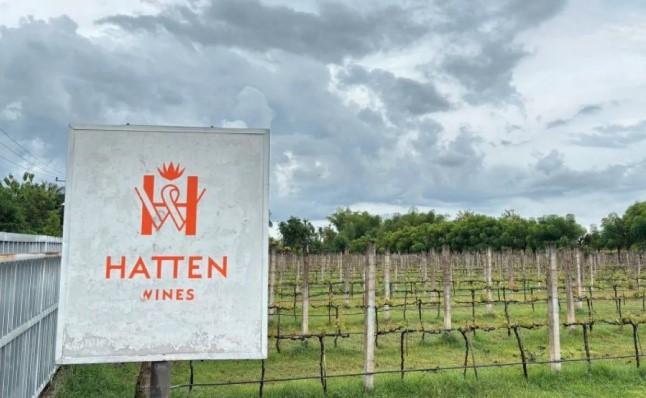 Sensasi Kebun Anggur ala Eropa di Bali Utara, Ini Daya Tarik Hatten Wines Vineyard