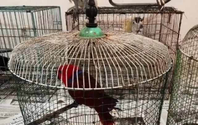 Kemenhut Lanjutkan Proses Hukum Pedagang Burung Dilindungi di Papua, DL Terancam Hukuman Berat