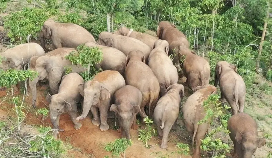 Kawanan Gajah Liar Muncul di Jalan Suoh-Tanggamus, Warga Diminta Waspada