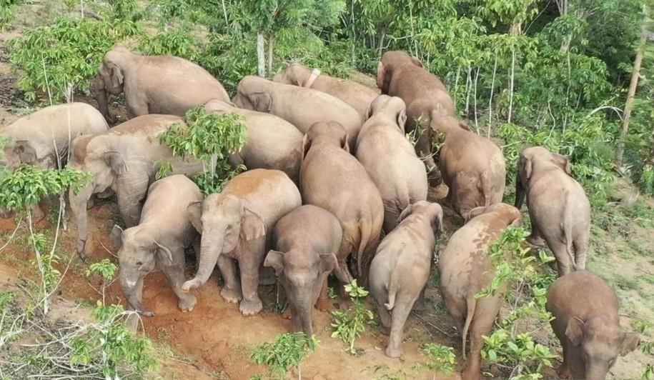 Kawanan Gajah Liar Muncul di Jalan Suoh-Tanggamus, Warga Diminta Waspada