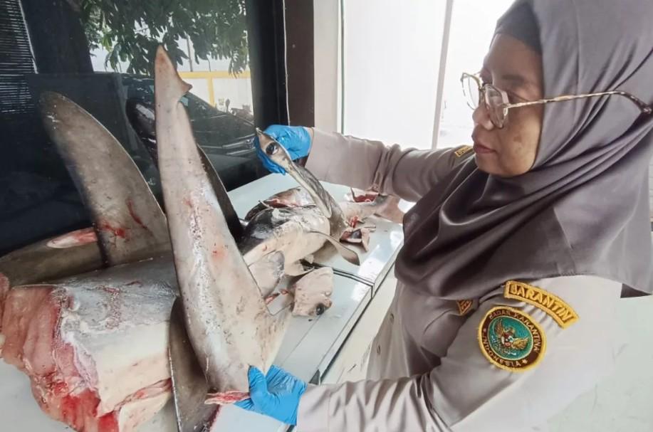 Karantina Pelabuhan Ketapang Gagalkan Pengiriman Ilegal 120 Kg Hiu yang Masuk Daftar CITES