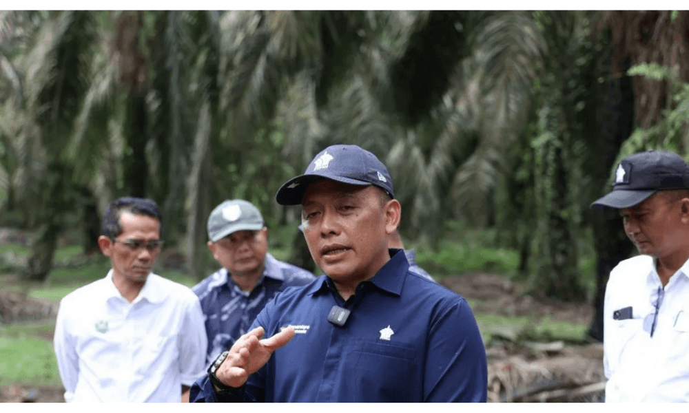 Empat KUD Binaan PTPN IV PalmCo Raih Sertifikasi RSPO, Bukti Komitmen terhadap Sawit Berkelanjutan