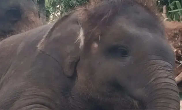 BKSDA Bali Minta Lembaga Konservasi Lindungi Kesejahteraan Gajah