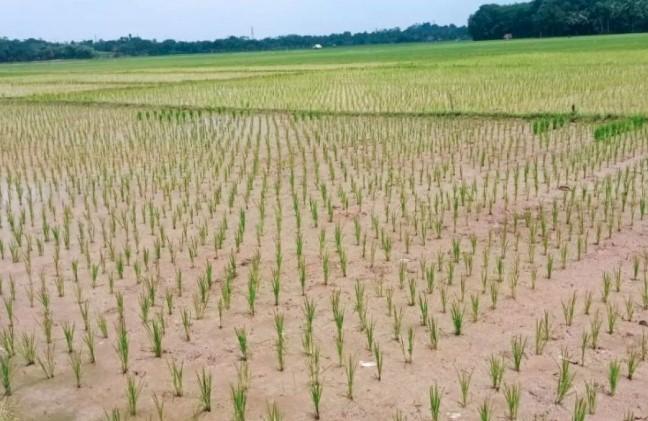 Pemkab Lebak Minta Pengembang Tak Garap LP2B Demi Jaga Swasembada Pangan