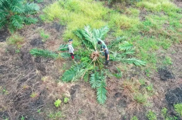 Kementerian Kehutanan Musnahkan 98,8 Hektare Sawit Ilegal di Taman Nasional Berbak Sembilang Jambi