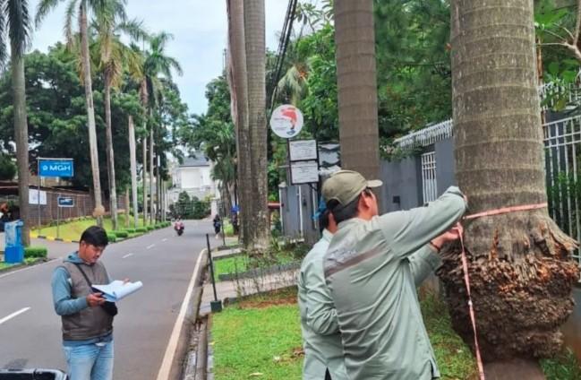 Hadapi Cuaca Ekstrem, Distamhut DKI Jakarta Aktifkan Tim Siaga Pohon Tumbang di Seluruh Wilayah