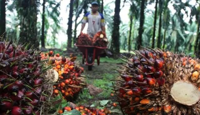 Harga TBS Sawit Mitra di Sumatera Barat Naik Jadi Rp3.549 per Kilogram untuk Periode III Desember 2025