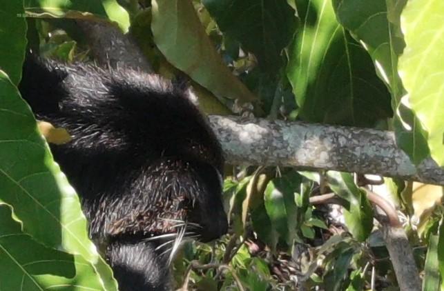 BKSDA Sumbar Evakuasi Binturong Langka dari Lokasi Banjir Bandang di Maninjau